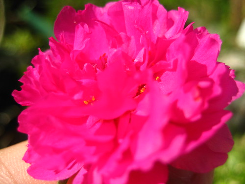 carnation (bright pink)