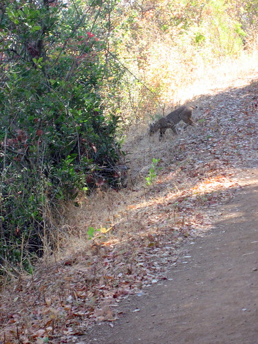 Bobcat on the Upper Rogue Valley Trail