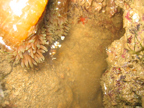 Bubble shrimp in Anemone