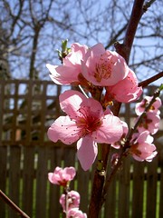 Nectarine blossom