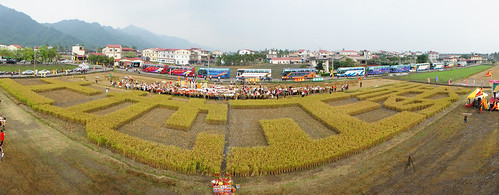 717夜宿凱道行動，農民將抗議用的秧苗帶回美濃耕種，收成「土地正義」。圖片提通：台灣農村陣線