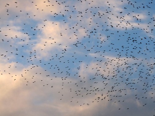 23664 - Starlings over Abersytwyth