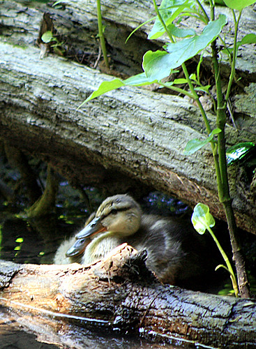 Baby Ducks Hiding Out