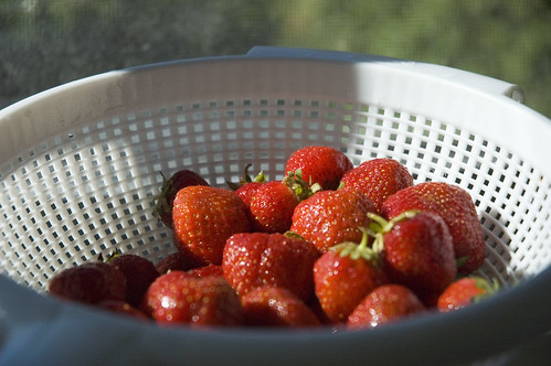 strawberries in sunlight