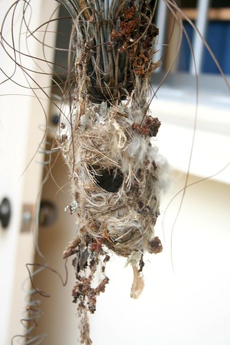 Sunbird nest - empty (11Aug07)