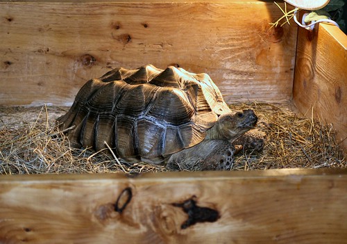 ortoise the tortoise