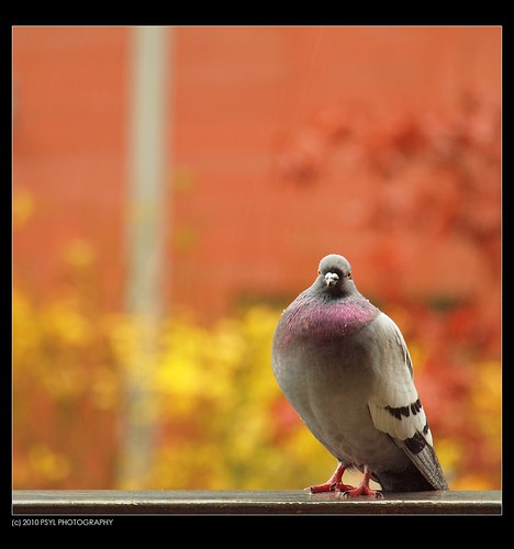 Pigeon-watching in the rain