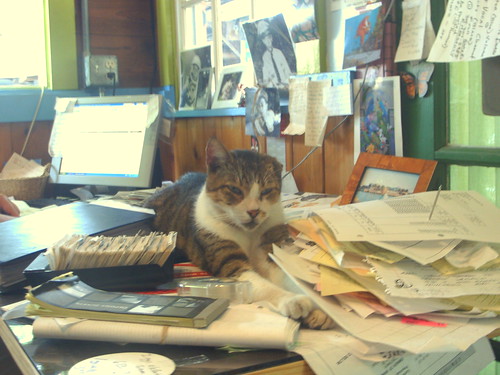 cat in office