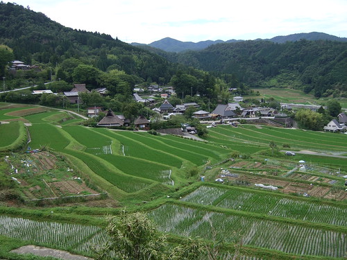 rice field 2