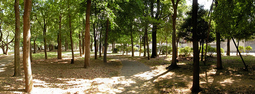 Forest in Zenpuku-ji park