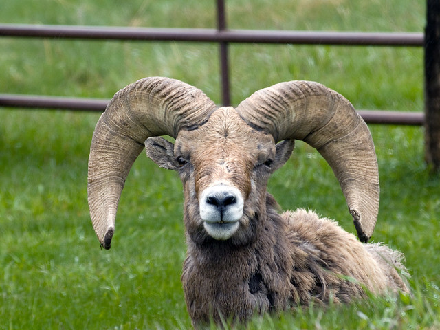sheep wildlife rams