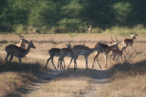 antelope beauties