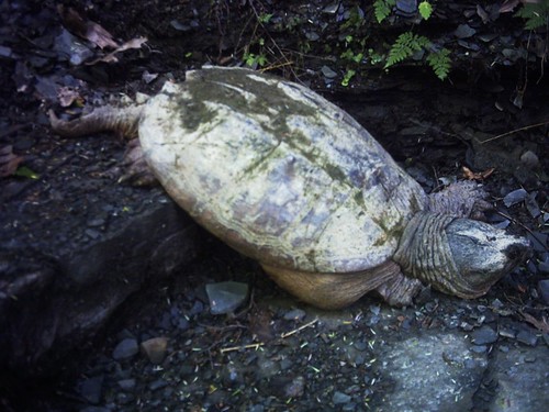 Snapping turtle at Letchworth State Park, going downstairs