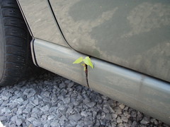 tree growing on a car