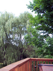 WillowTree