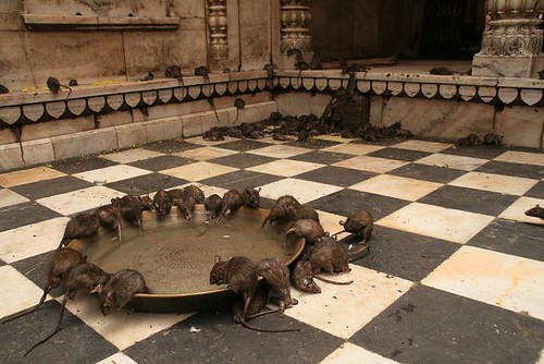 Le temple des rats
