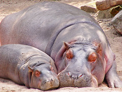 Mother hippo and calf