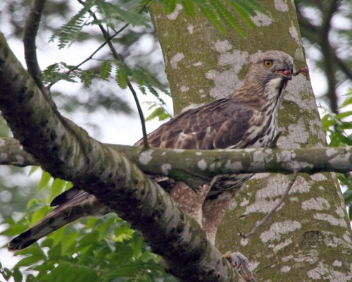 Changeable Hawk-Eagle with prey ©  Lip Kee