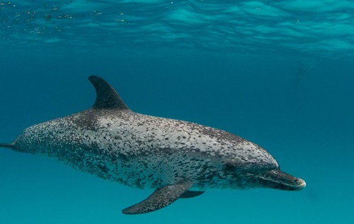 Pictures of spotted dolphins 2