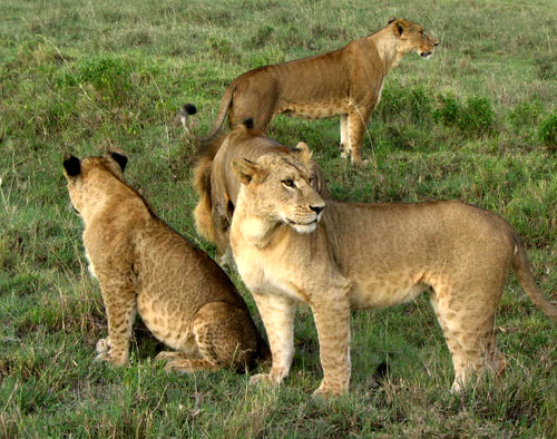 Masai Mara Safari