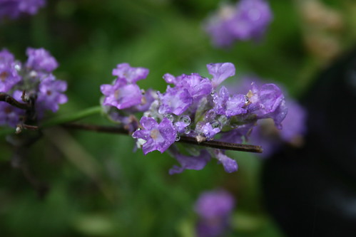Lavender flowers - close up