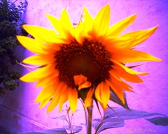 Sunflower نوّار الشمس