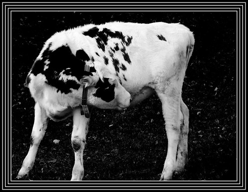 Cow black and white