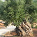 maizza olive tree 3