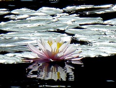 Pink waterlily 1, Thetis Lake, July 2007