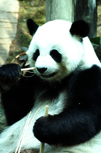 Panda Bear:Chiang Mai Zoo