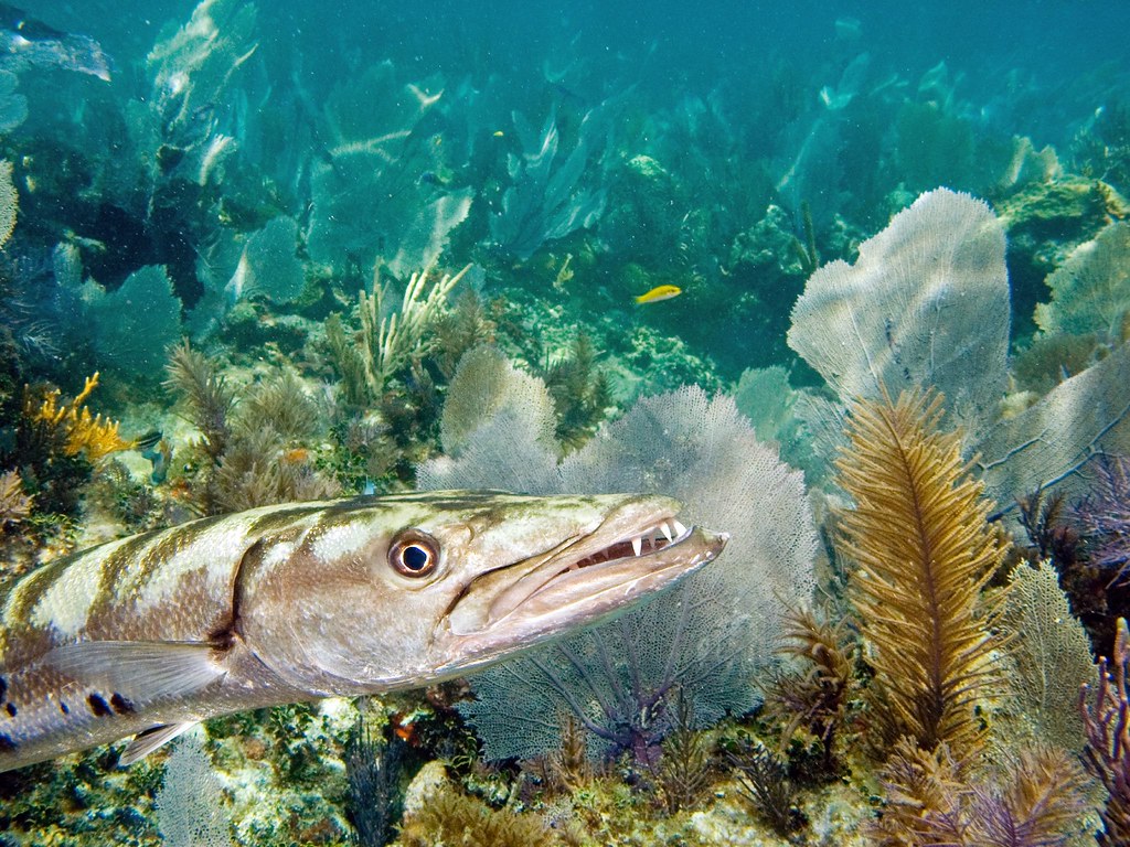 Барракуда (лат. Sphyraena barracuda), фотографии барракуды