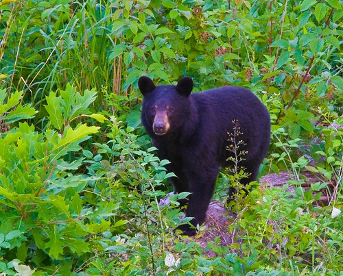 black bear - Shenandoah NP - 7-01-07 by Tucapel.