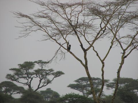 Bateleur Eagle...practically a silhouette!