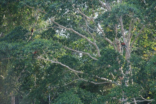 Macaw's along the Tambopata