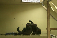 Balgende Flachlandgorillas / Fighting lowland gorillas