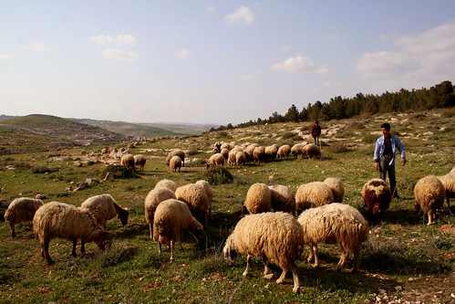 Shepherds, West Bank