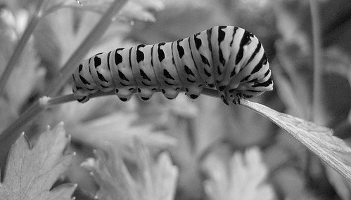 black and white caterpillar. lack and white caterpillar.