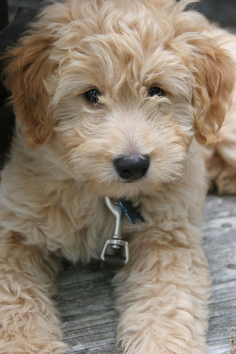 cute goldendoodle puppy. To breed this designer dog,
