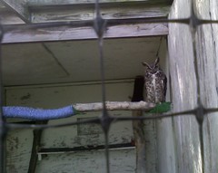 Rescued owl, Upper Schuylkill Valley Park