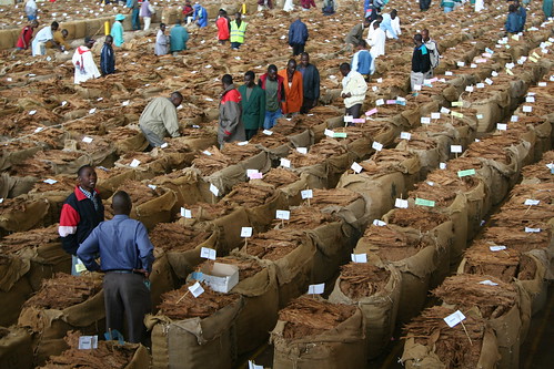 Tobacco Auctions in Malawi