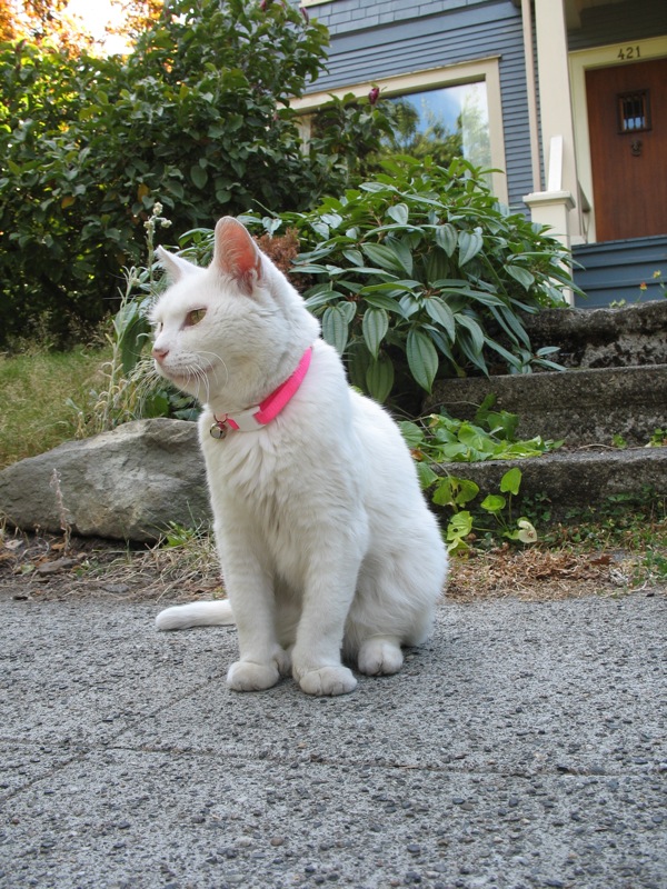 cute white cat with ping neckless