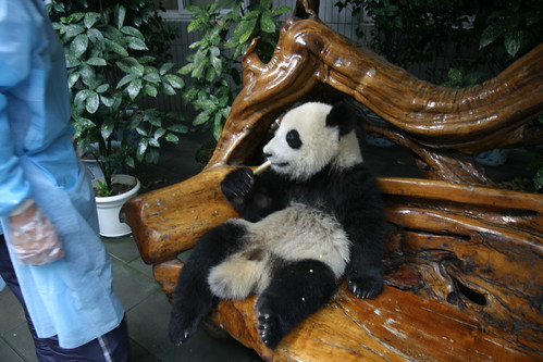 Errant Panda Cub ...