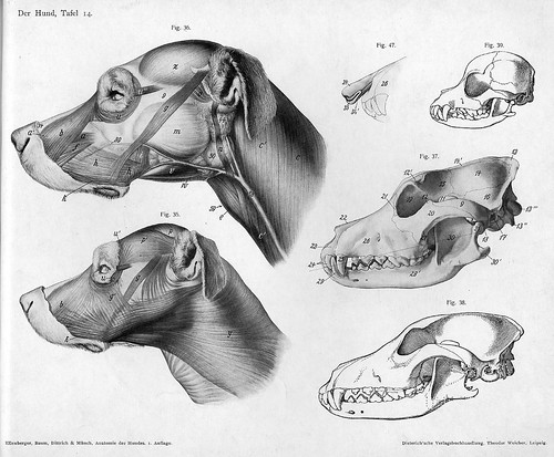 dog - anatomical views of head
