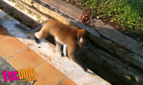  Monkey-ing around for food at Telok Blangah
