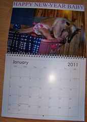 Get your anteater calendars