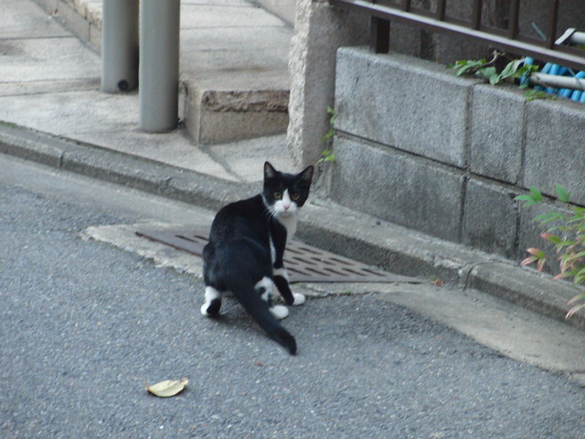 Today's Cat@2010-11-09