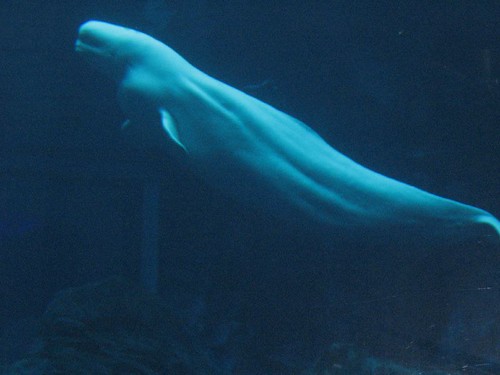 coldwater quest-beluga whales 2