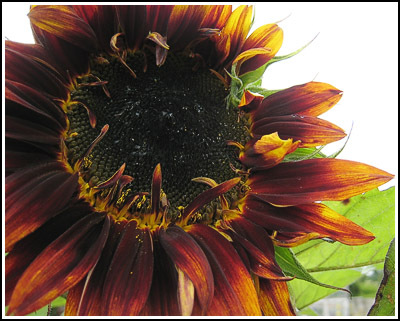 Sunflower copy