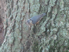 Bad picture of red-breasted nuthatch