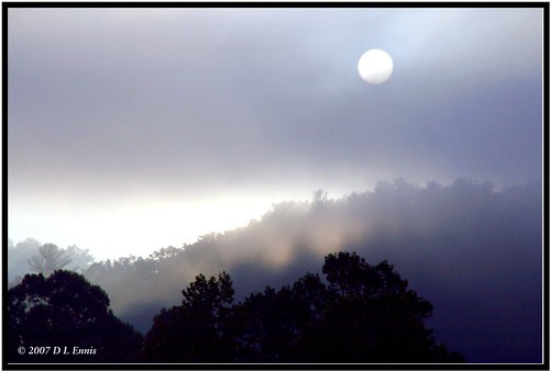 Sun and Fog in the Treetops
